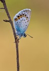 Plebejus