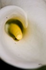 CALLA