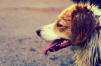 poi dicono che i cani non sudano