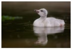 Cigno selvatico