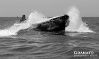 Lupo di mare