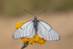 Aporia infradiciata
