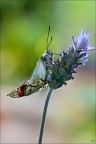 sfarfallamento di Aporia crataegi