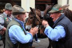 Torino, 
i mezzi di locomozione degli alpini.
Quelli veri e naturali.