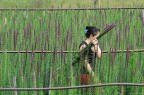 La raccoglitrice di fiori