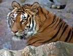 tigre