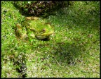 Fuji HS10
Manuale 
1/320s
f/5,6
Iso 100
126 mm