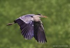 Airone Cenerino (Ardea cinerea)