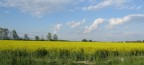 nella campagna friulana