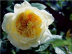 &quot;the pilgrim&quot;, David Austin rose