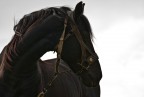 Canon EOS 20D, Tamron SP 70-300mm f/4-5.6 Di VC USD, Iso 200, 1/320 sec, f/5