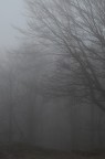 Pomeriggio di aprile in Toscana nelle foreste casentinesi. La natura non pu essere assoggettata a facili definizioni: un paesaggio primaverile celato da pomeriggio autunnale, solo le gemme sui rami lascinano presagire la rinascita.