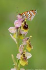 Questa Ophrys tenthredinifera sembra essersi messa un bel cappellino

Modello fotocamera	Canon EOS 50D
Data/ora scatto	14/05/2011 8.06.46
Tv (Velocit otturatore)	1/30
Av (Valore diaframma)	10.0
Compensazione esposizione	-1/3
Velocit ISO	100
Obiettivo	180mm

versione hd
http://img194.imageshack.us/img194/8855/img3534n.jpg
graditi commenti e critiche