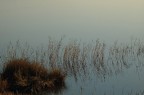 graminacee d' acqua specchiate