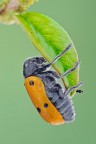 Lachnaia italica