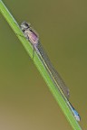 Ischnura elegans