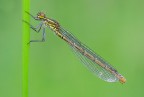 Pyrrhosoma nymphula