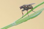 Coenosia tigrina