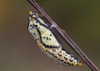 Pupa di Aporia