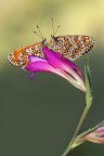 ...doppio sfondo doppie melitaea...