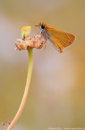 Thymelicus acteon
