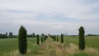 Casa con cipressi