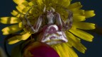 FIOR FRA I FIORI:)...PROVE TECNICHE :)