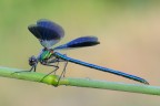 Calopteryx splendens- maschio Calopteryx splendens- maschio