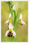 Dati di scatto: 90mm, f11, 1/200, ISO 100, macchina raso terra, colpettino di flash con diffusore

HR: http://s6.imagestime.com/out.php/i561227_HR.jpg

Salve a tutti, altra orchidea fotografata giorni fa sui Monti Sicani AG durante i due giorni di escursione in compagnia di amici.

Spero sia di vostro gradimento

Un saluto
Francesco