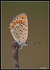 F10 1/60 iso 200 cavalletto 180mm


HD
http://imageshack.us/photo/my-images/35/dsc2268a.jpg