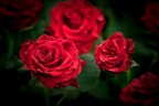 EUROFLORA 2011 - Un classico...