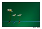 Simply....Spring