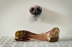Sniff