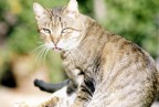 gatto