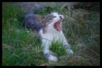 lion inside