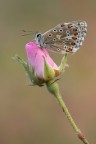 Polyommatus icarus