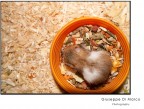 Chicco