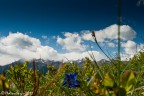 Fioriture alpine