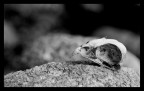 Fotocamera	Canon EOS 400D Digital
Esposizione	0,003 sec (1/400)
Aperture	f/5.6
Lente	135 mm
ISO	400