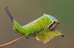 Cerura vinula