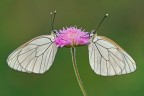 Aporia crataegi