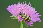 Judolia erratica