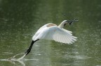Spatola europea
