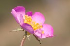 Rosellina selvatica