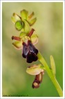 HR: http://s6.imagestime.com/out.php/i563166_HR.jpg

Altra orchidea fotografata gioni fa sui Monti Sicani AG

Non  stata facile identificarla e tuttora ci sono delle incertezze sulla specie, comunque mi hanno detto che al 90% si tratta di O. obaesa, confermate???

Un saluto
Francesco

HO INSERITO IL MIO PORTFOLIO CON IMMAGINI IN HD http://www.istintifotografici.it