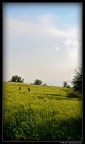 50mm - ISO 100 - 1/320sec - f/8.
Commenti, critiche e consigli sono ben accetti.