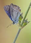 Licenide