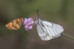 Melitea e Aporia