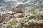 Nikon d90, 18-105mm, 105mm, f/8, 1/200, iso 200
E' stata scattata nel Parco delle Alpi Marittime, nei pressi del Lago Sottano della Sella e del Rifugio Livio Bianco (1910m), provincia di Cuneo, domenica 22 maggio.