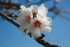 Fiore di mandorlo